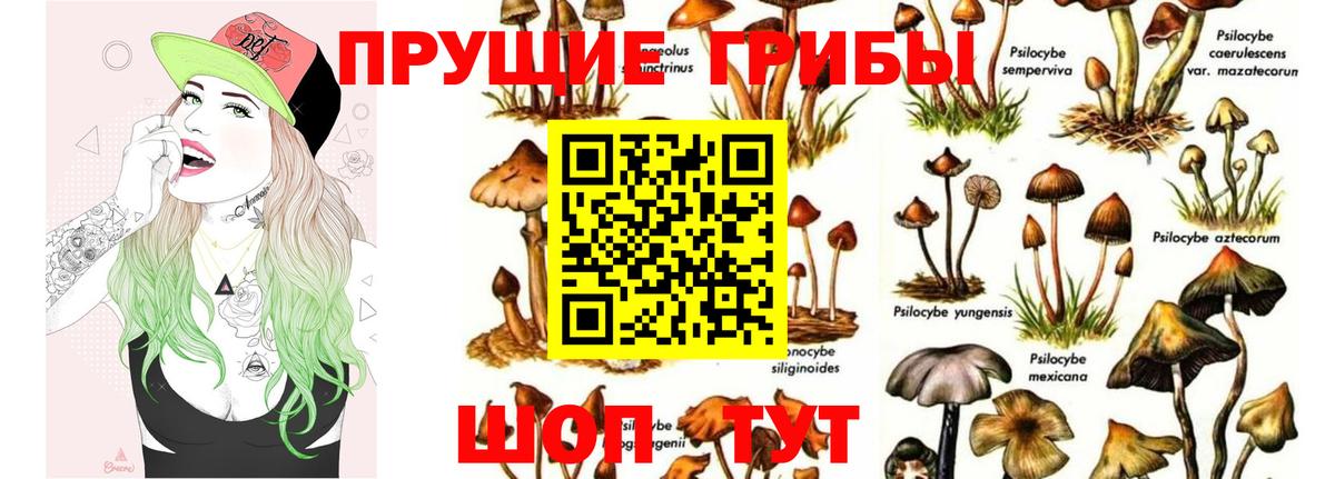сколько стоит  Галлюциногенные грибы GOLDEN TEACHER  Камышин  Вход с VPN  Псилоцибиновые грибы Cubensis 